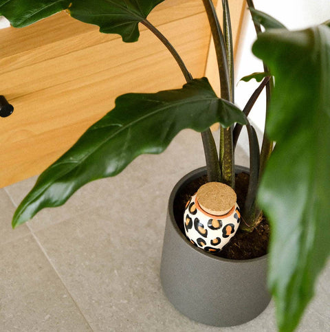 Olla de riego Leopardo - Pépin