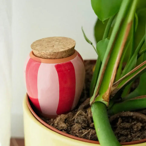 Olla de riego con rayas Rosas y Rojas - Pépin