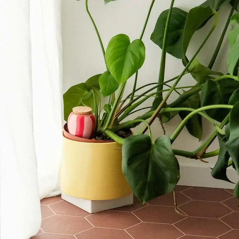 Olla de riego con rayas Rosas y Rojas - Pépin