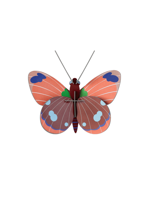 Mariposa Delias - Studio Roof