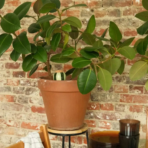Olla de riego con rayas verdes - Pépin